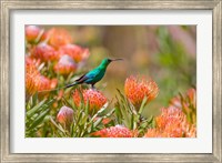 Malachite Sunbird, Cape Province, South Africa Fine Art Print