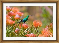 Malachite Sunbird, Cape Province, South Africa Fine Art Print