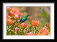 Malachite Sunbird, Cape Province, South Africa Fine Art Print