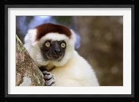 Male Verreaux's Sifaka at the Nahampoana Reserve Fine Art Print