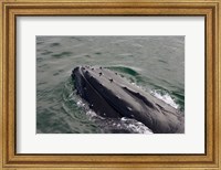 Close up of Humpback whale, western Antarctic Peninsula Fine Art Print