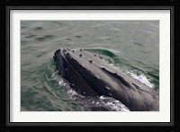 Close up of Humpback whale, western Antarctic Peninsula Fine Art Print
