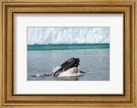 Humpback whale, Antarctic Fine Art Print