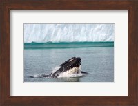 Humpback whale, Antarctic Fine Art Print