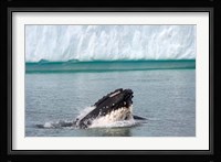 Humpback whale, Antarctic Fine Art Print