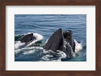 Humpback whales feeding, western Antarctic Peninsula Fine Art Print