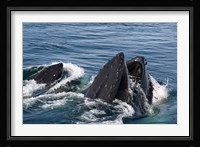Humpback whales feeding, western Antarctic Peninsula Fine Art Print