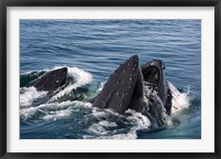 Humpback whales feeding, western Antarctic Peninsula Fine Art Print
