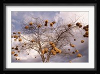 Kenya, Acacia, Back-necked and Vitelline masked Weaver Fine Art Print