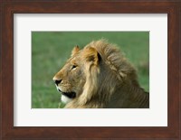 Kenya, Masai Mara Game Reserve, Lion Fine Art Print
