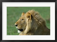 Kenya, Masai Mara Game Reserve, Lion Fine Art Print