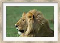 Kenya, Masai Mara Game Reserve, Lion Fine Art Print