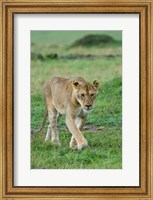 Kenya: Masai Mara Game Reserve, Mara Conservancy, Lion Fine Art Print