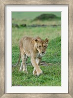 Kenya: Masai Mara Game Reserve, Mara Conservancy, Lion Fine Art Print