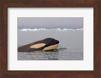 Killer whale, Western Antarctic Peninsula Fine Art Print