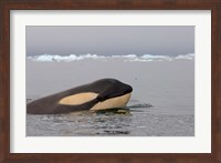Killer whale, Western Antarctic Peninsula Fine Art Print