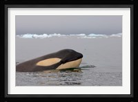 Killer whale, Western Antarctic Peninsula Fine Art Print