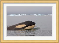 Killer whale, Western Antarctic Peninsula Fine Art Print