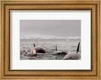 Killer whales pod, western Antarctic Peninsula Fine Art Print