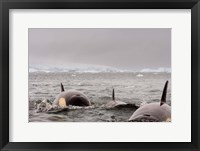 Killer whales pod, western Antarctic Peninsula Fine Art Print