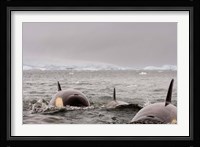 Killer whales pod, western Antarctic Peninsula Fine Art Print
