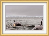 Killer whales pod, western Antarctic Peninsula Fine Art Print