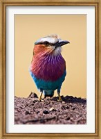 Lilac-Breasted Roller, Maasai Mara, Kenya Fine Art Print