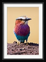Lilac-Breasted Roller, Maasai Mara, Kenya Fine Art Print