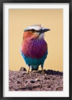 Lilac-Breasted Roller, Maasai Mara, Kenya Fine Art Print