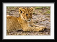 Lion Cub Laying in the Bush, Maasai Mara, Kenya Fine Art Print