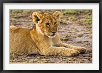 Lion Cub Laying in the Bush, Maasai Mara, Kenya Fine Art Print