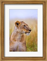 Lion Sitting in the High Grass, Maasai Mara, Kenya Fine Art Print