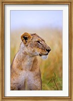 Lion Sitting in the High Grass, Maasai Mara, Kenya Fine Art Print