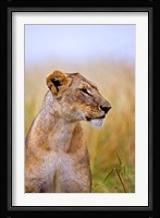 Lion Sitting in the High Grass, Maasai Mara, Kenya Fine Art Print