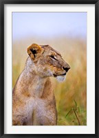 Lion Sitting in the High Grass, Maasai Mara, Kenya Fine Art Print