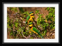 Little Bee-eater tropical bird, Maasai Mara, Kenya Fine Art Print