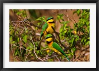 Little Bee-eater tropical bird, Maasai Mara, Kenya Fine Art Print