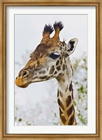 Maasai Giraffe Feeding, Maasai Mara, Kenya Fine Art Print