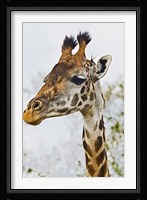 Maasai Giraffe Feeding, Maasai Mara, Kenya Fine Art Print