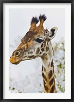 Maasai Giraffe Feeding, Maasai Mara, Kenya Fine Art Print