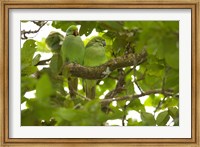 Mauritius, Black River Gorges, Parakeet tropical bird Fine Art Print