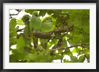 Mauritius, Black River Gorges, Parakeet tropical bird Fine Art Print