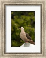 Mauritius, Black River Gorges, Pink pigeon bird Fine Art Print