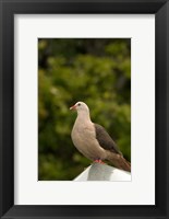 Mauritius, Black River Gorges, Pink pigeon bird Fine Art Print