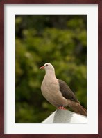 Mauritius, Black River Gorges, Pink pigeon bird Fine Art Print