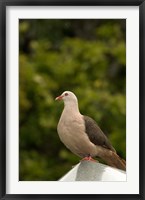 Mauritius, Black River Gorges, Pink pigeon bird Fine Art Print