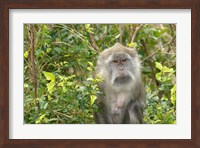 Mauritius, Grand Bassin, Macaque monkey, Hindu site Fine Art Print