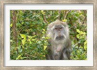 Mauritius, Grand Bassin, Macaque monkey, Hindu site Fine Art Print