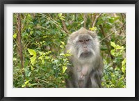 Mauritius, Grand Bassin, Macaque monkey, Hindu site Fine Art Print