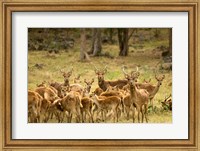 Mauritius, Java deer wildlife Fine Art Print